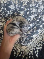 Sky*AkC Blue Merle, a female Pomeranian for sale in Siloam Springs, AR – Photo 4 of 4