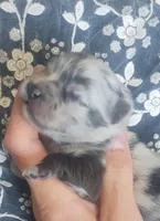 Sky*AkC Blue Merle, a female Pomeranian for sale in Siloam Springs, AR – Photo 2 of 4