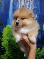 Truffles*ACA boy, a male Pomeranian for sale in Siloam Springs, AR – 4 of 5