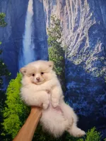 Dream Cloud*ACA boy, a male Pomeranian for sale in Siloam Springs, AR – 1 of 4