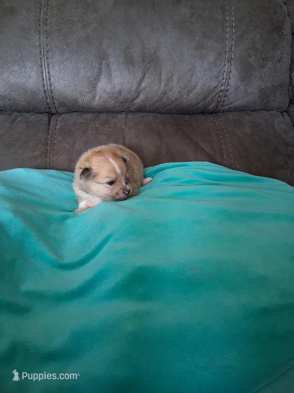 Truffles  – Pomeranian puppy for sale in Siloam Springs, AR
