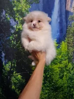 Dream Cloud*ACA boy, a male Pomeranian for sale in Siloam Springs, AR – 3 of 4
