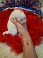 Baby Cloud, a male Pomeranian for sale in Siloam Springs, AR – 1 of 4