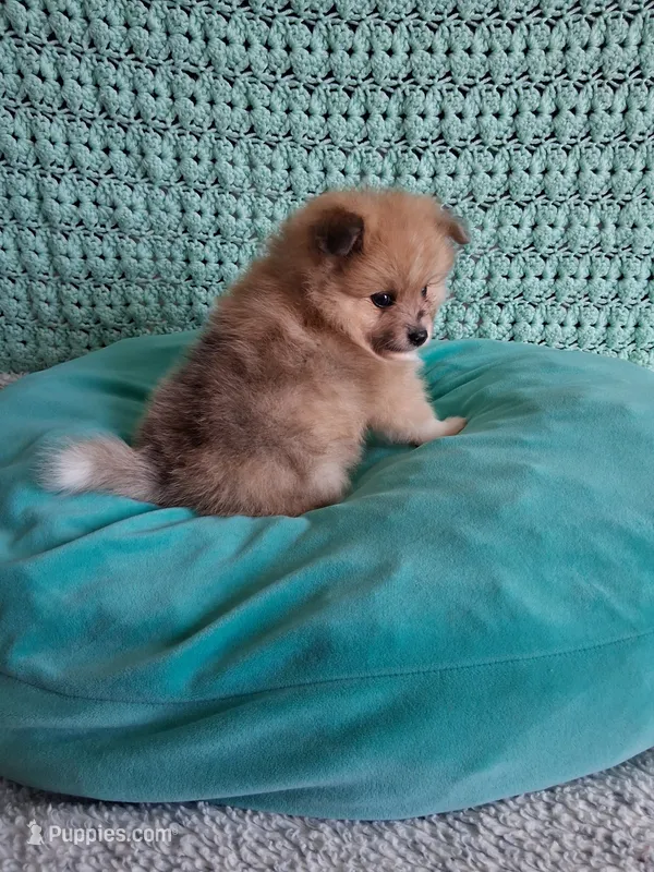 Truffles  – Pomeranian puppy for sale in Siloam Springs, AR