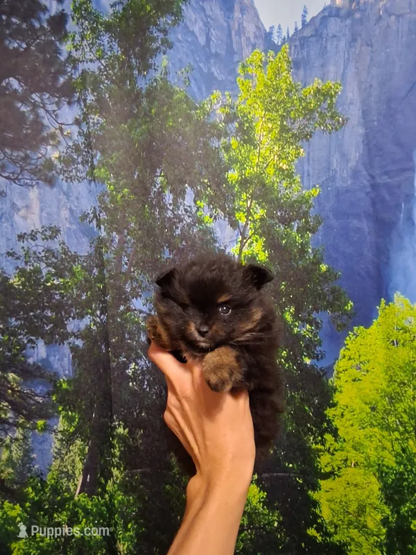Jazziness*AKC Girl – Pomeranian puppy for sale in Siloam Springs, AR