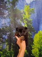 Jazziness*AKC Girl, a female Pomeranian for sale in Siloam Springs, AR – 1 of 10