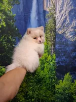 Dream Cloud*ACA boy, a male Pomeranian for sale in Siloam Springs, AR – 2 of 4