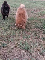 Rocky AKC boy, a male Chow Chow for sale in Siloam Springs, AR – 2 of 2