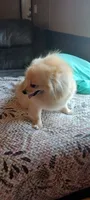 Juliet, a female Pomeranian for sale in Siloam Springs, AR – 2 of 2