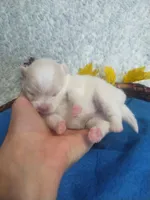 Angel*AKC, a female Pomeranian for sale in Siloam Springs, AR – Photo 4 of 5