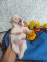 Angel*AKC, a female Pomeranian for sale in Siloam Springs, AR – Photo 2 of 5