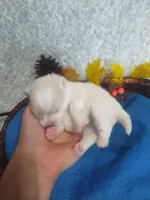 Angel*AKC, a female Pomeranian for sale in Siloam Springs, AR – Photo 3 of 5