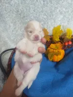 Angel*AKC, a female Pomeranian for sale in Siloam Springs, AR – Photo 5 of 5