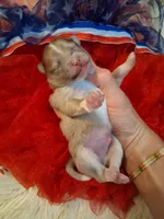 Truffles , a male Pomeranian for sale in Siloam Springs, AR – 2 of 3