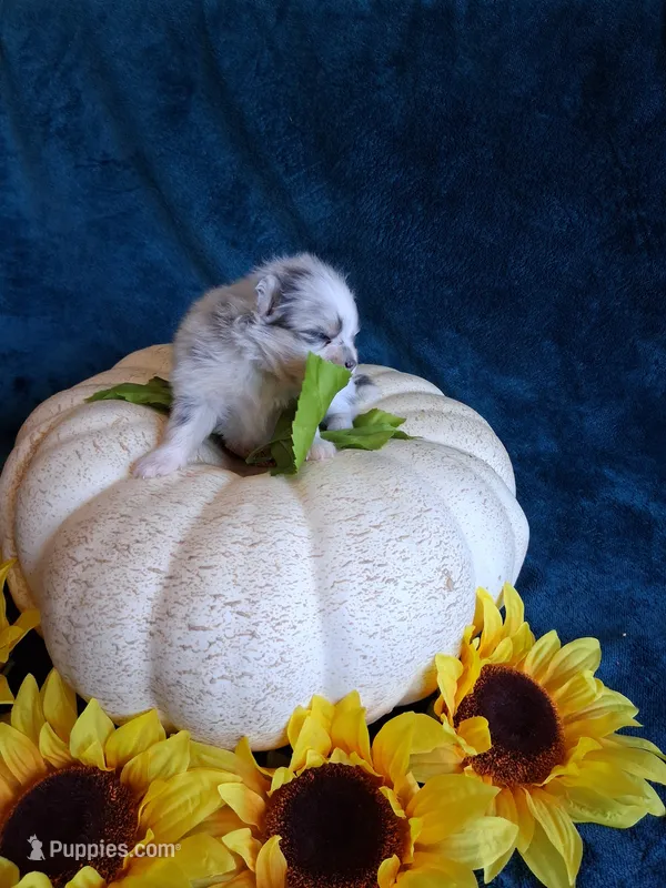 Sapphire – Pomeranian puppy for sale in Siloam Springs, AR