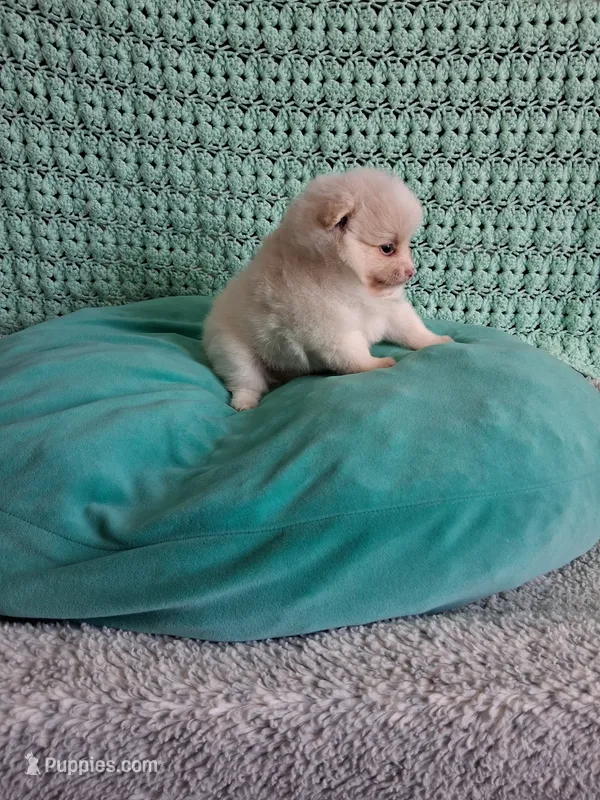 Dream Cloud – Pomeranian puppy for sale in Siloam Springs, AR