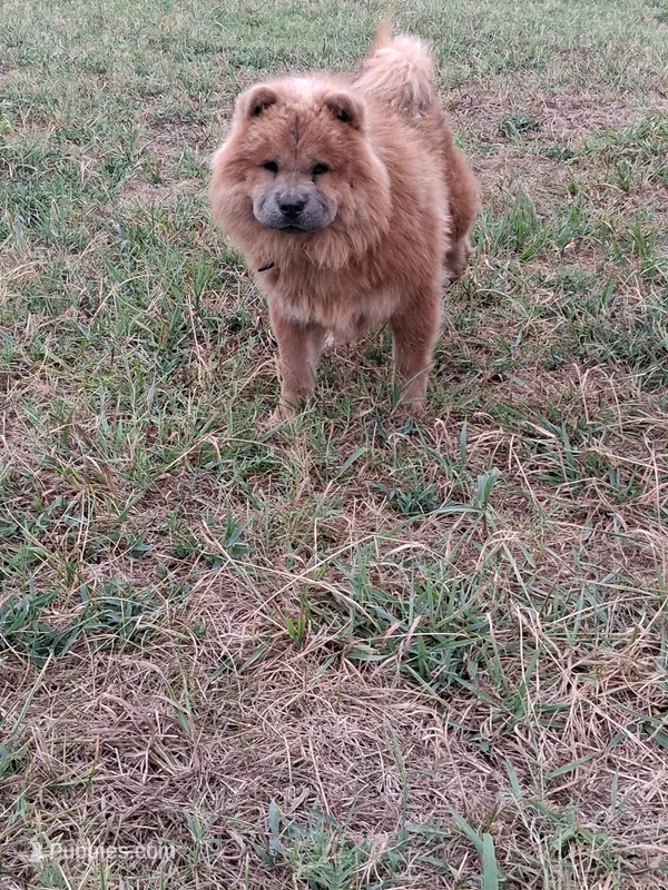 Rocky AKC boy – Chow Chow puppy for sale in Siloam Springs, AR