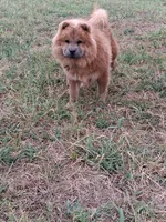Rocky AKC boy, a male Chow Chow for sale in Siloam Springs, AR – 1 of 2