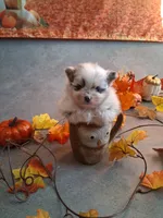 Sapphire *AKC girl, a female Pomeranian for sale in Siloam Springs, AR – 4 of 4