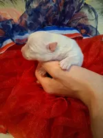 Baby Cloud, a male Pomeranian for sale in Siloam Springs, AR – 4 of 4