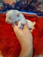 Baby Cloud, a male Pomeranian for sale in Siloam Springs, AR – 3 of 4