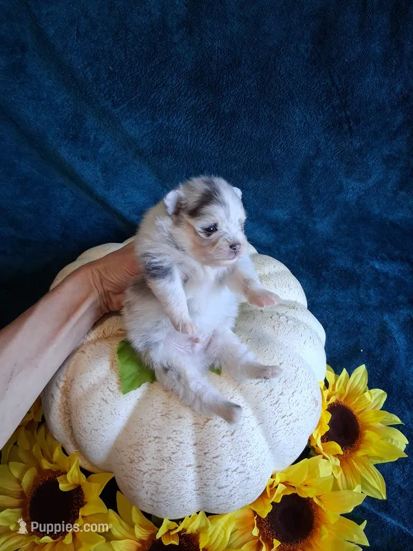 Blue Muffin *AKC boy – Pomeranian puppy for sale in Siloam Springs, AR