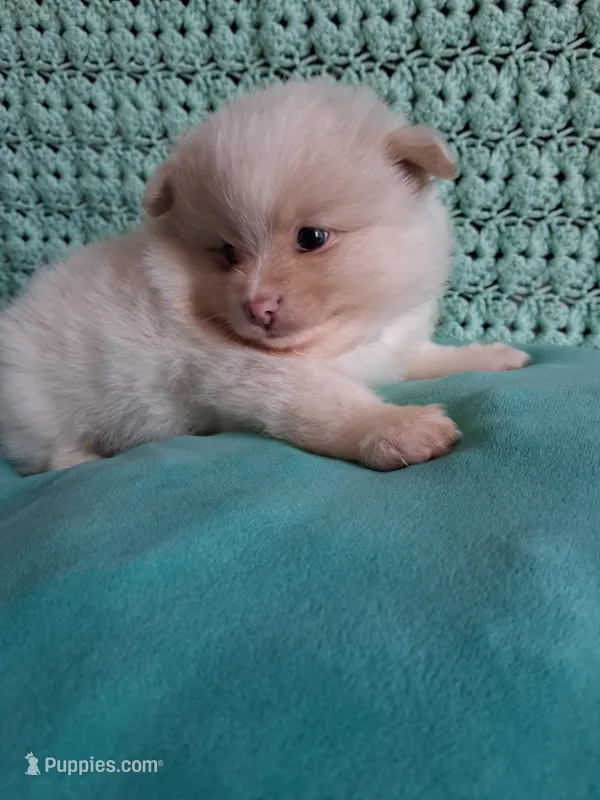 Dream Cloud – Pomeranian puppy for sale in Siloam Springs, AR