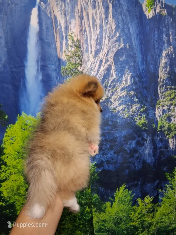 Truffles*ACA boy – Pomeranian puppy for sale in Siloam Springs, AR