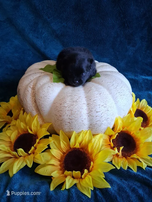 Black Stallion *AKC boy – Pomeranian puppy for sale in Siloam Springs, AR