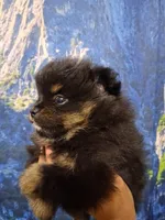 Jazziness*AKC Girl, a female Pomeranian for sale in Siloam Springs, AR – 3 of 10