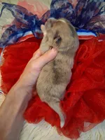 Truffles , a male Pomeranian for sale in Siloam Springs, AR – 3 of 3