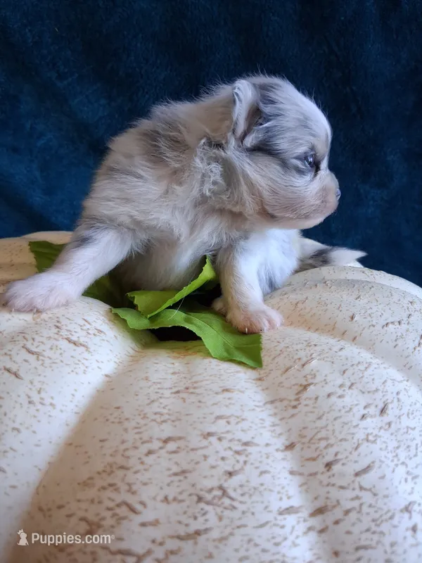 Sapphire – Pomeranian puppy for sale in Siloam Springs, AR