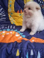 Dream Cloud*ready for new family *, a male Pomeranian for sale in Siloam Springs, AR – 3 of 3