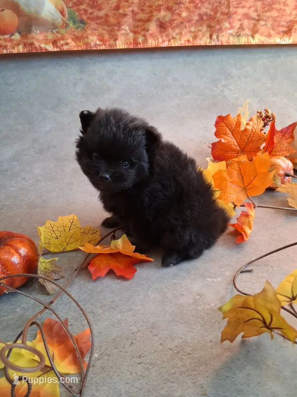 Black Stallion *AKC boy – Pomeranian puppy for sale in Siloam Springs, AR