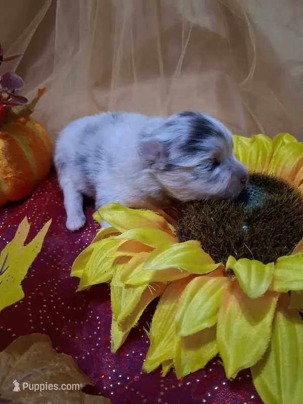 Blue Muffin *AKC boy – Pomeranian puppy for sale in Siloam Springs, AR