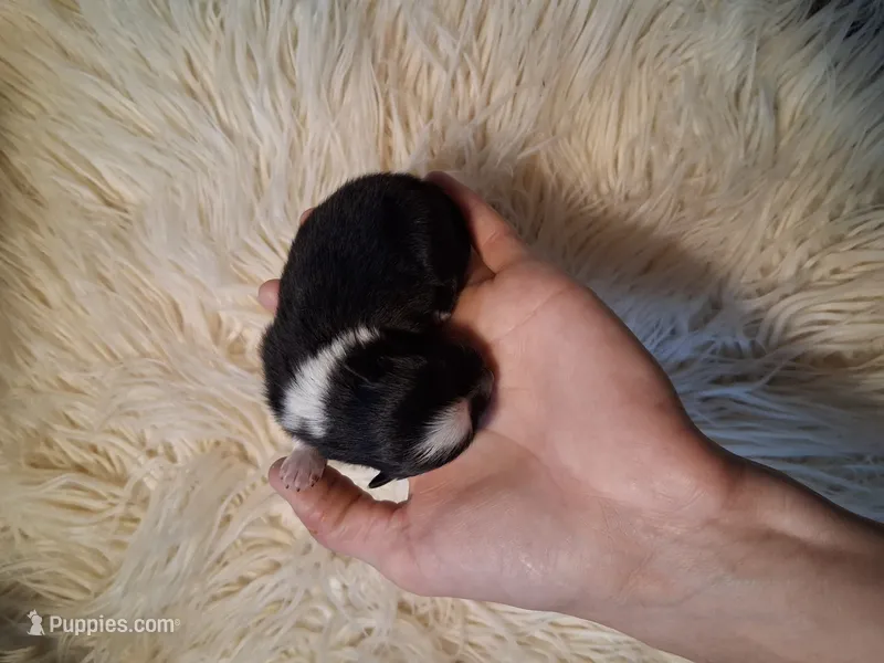 Treasure, AKC girl. – Pomeranian puppy for sale in Siloam Springs, AR