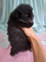 Jazziness*AKC Girl, a female Pomeranian for sale in Siloam Springs, AR – 9 of 10