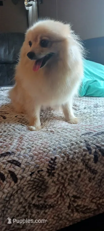 Juliet – Pomeranian puppy for sale in Siloam Springs, AR