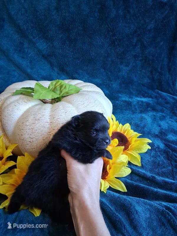 Black Stallion *AKC boy – Pomeranian puppy for sale in Siloam Springs, AR