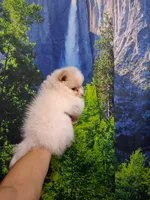 Dream Cloud*ACA boy, a male Pomeranian for sale in Siloam Springs, AR – 4 of 4