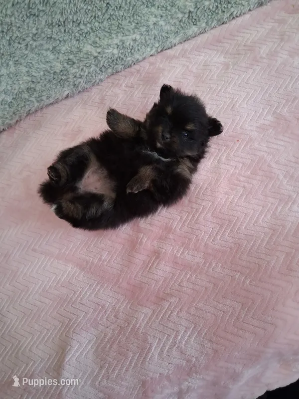 Jazziness*AKC Girl – Pomeranian puppy for sale in Siloam Springs, AR