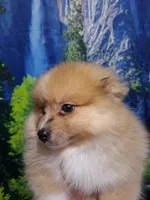 Truffles*ACA boy, a male Pomeranian for sale in Siloam Springs, AR – 2 of 5