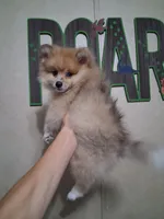 Truffles*ACA boy, a male Pomeranian for sale in Siloam Springs, AR – 3 of 4