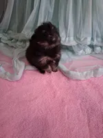 Jazziness*AKC Girl, a female Pomeranian for sale in Siloam Springs, AR – 7 of 10