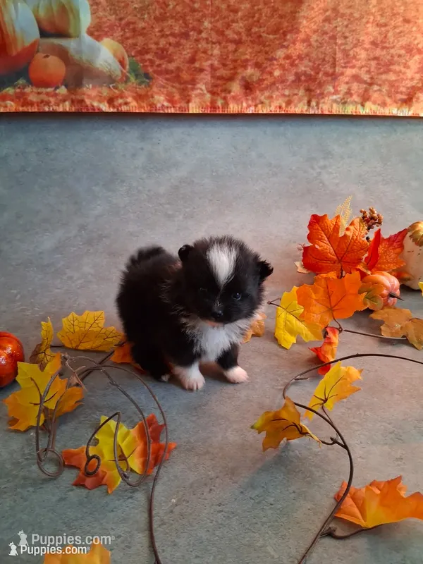 Treasure, AKC girl. – Pomeranian puppy for sale in Siloam Springs, AR