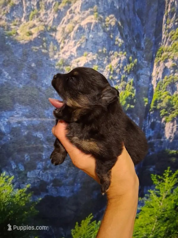 Jazziness*AKC Girl – Pomeranian puppy for sale in Siloam Springs, AR
