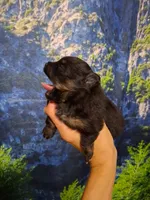 Cherish*AKC Girl, a female Pomeranian for sale in Siloam Springs, AR – 2 of 4