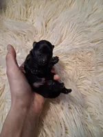 Black Stallion *AKC boy, a male Pomeranian for sale in Siloam Springs, AR – 4 of 4