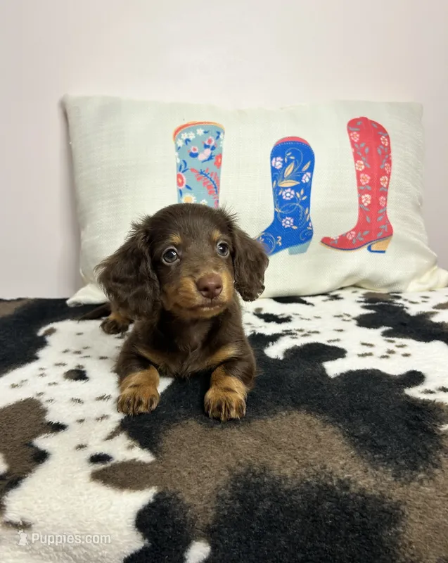 Miley – Miniature Dachshund puppy for sale in Hamilton, OH