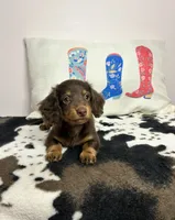 Miley, a female Miniature Dachshund for sale in Hamilton, OH – 1 of 6